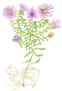 Aster drawing for sale